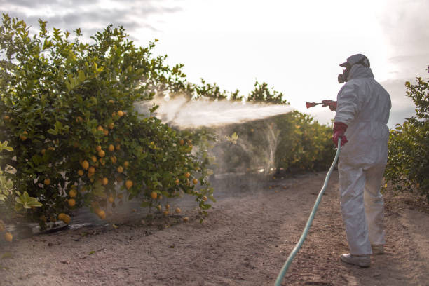 Best Ant Control Services  in Eagle Butte, SD