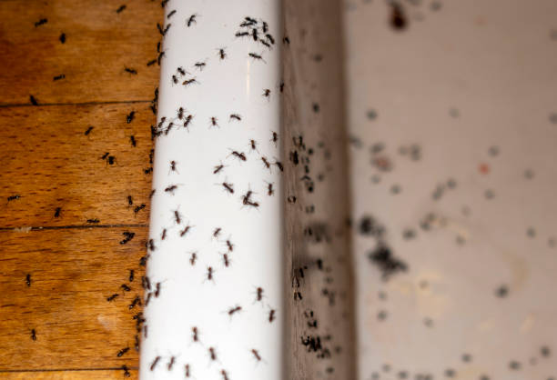 Best Affordable Pest Control Services  in Eagle Butte, SD